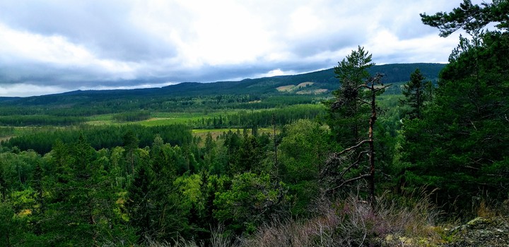 Forest wallk