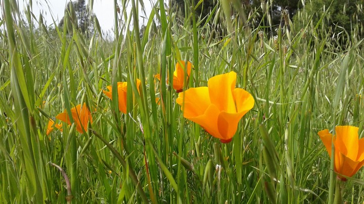 flowers 2