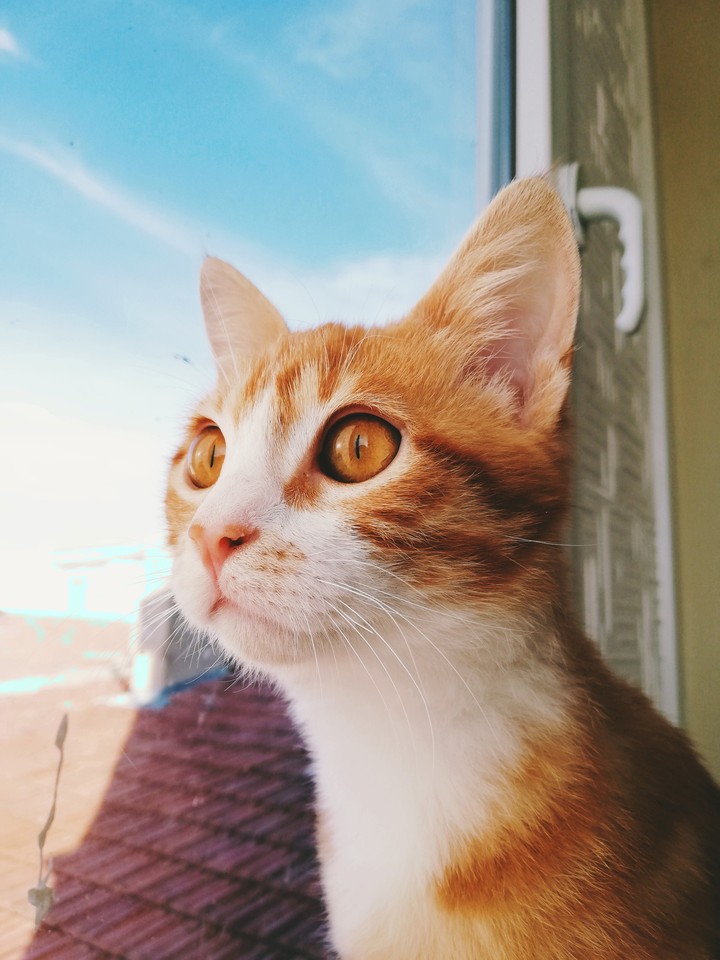 Sarı Kedi