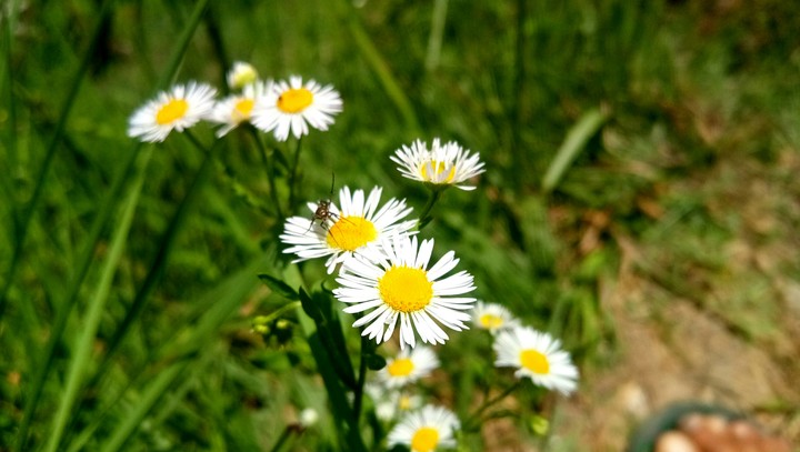 flower