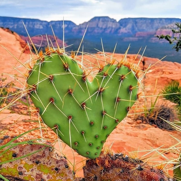 hearts