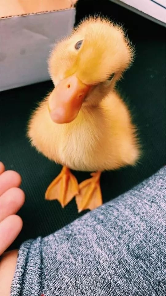 petit canard