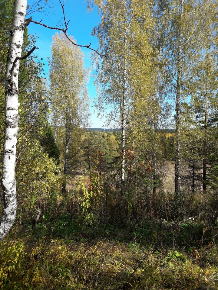 осенний лес