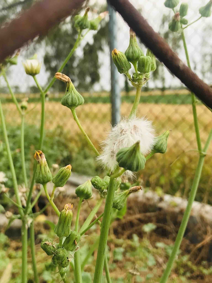 nature