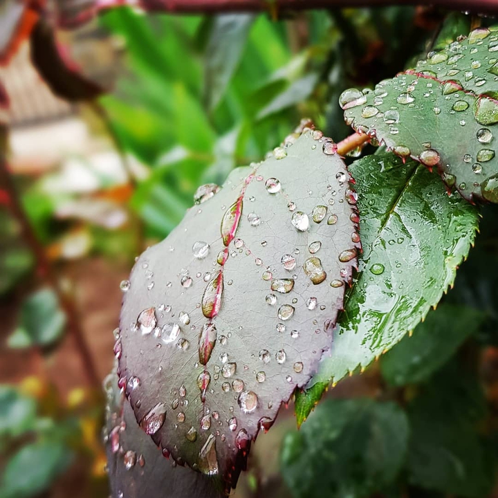 Rain