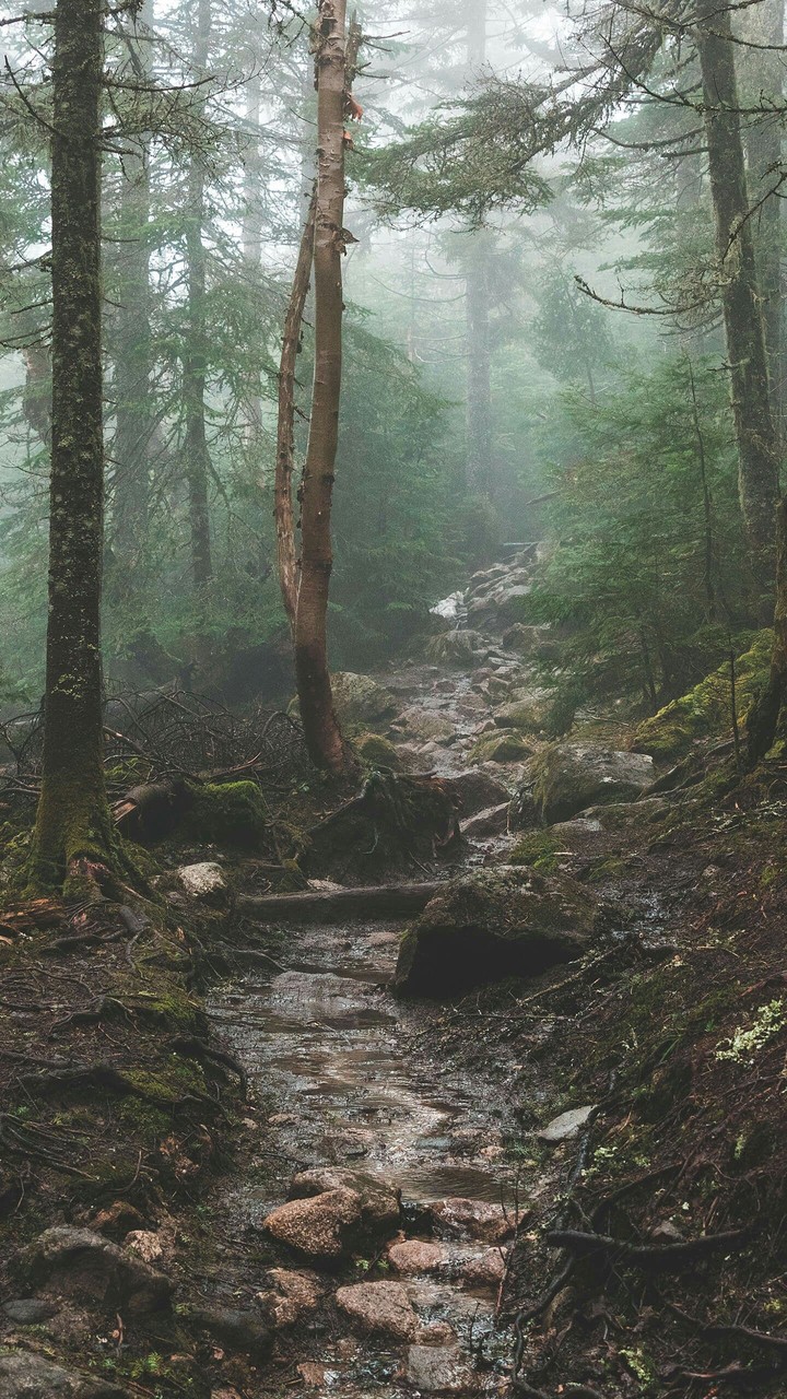 forrest,phto,life