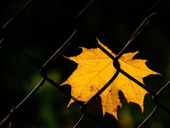 Autumn