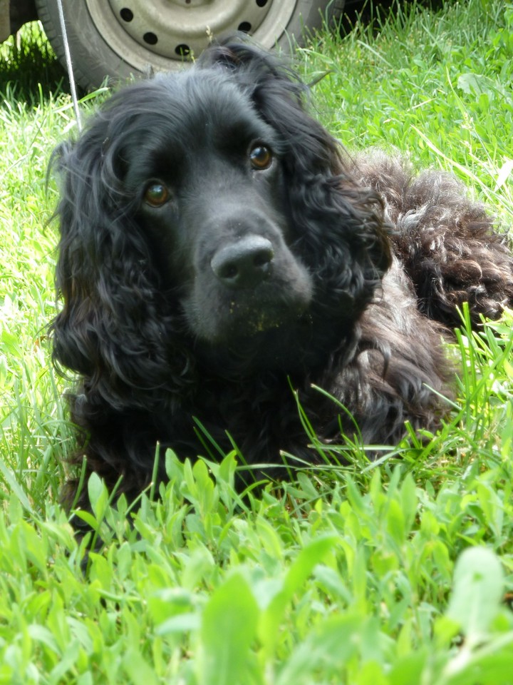 Bim, my pet