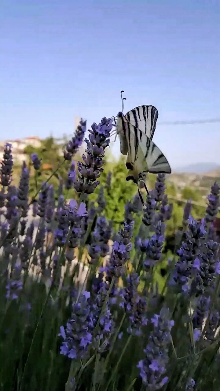 butterfly
