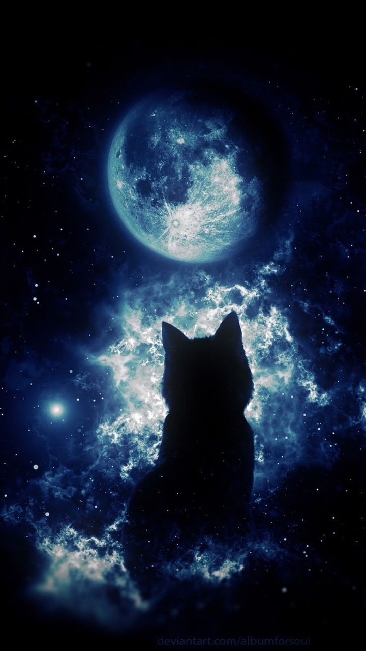 cat in space