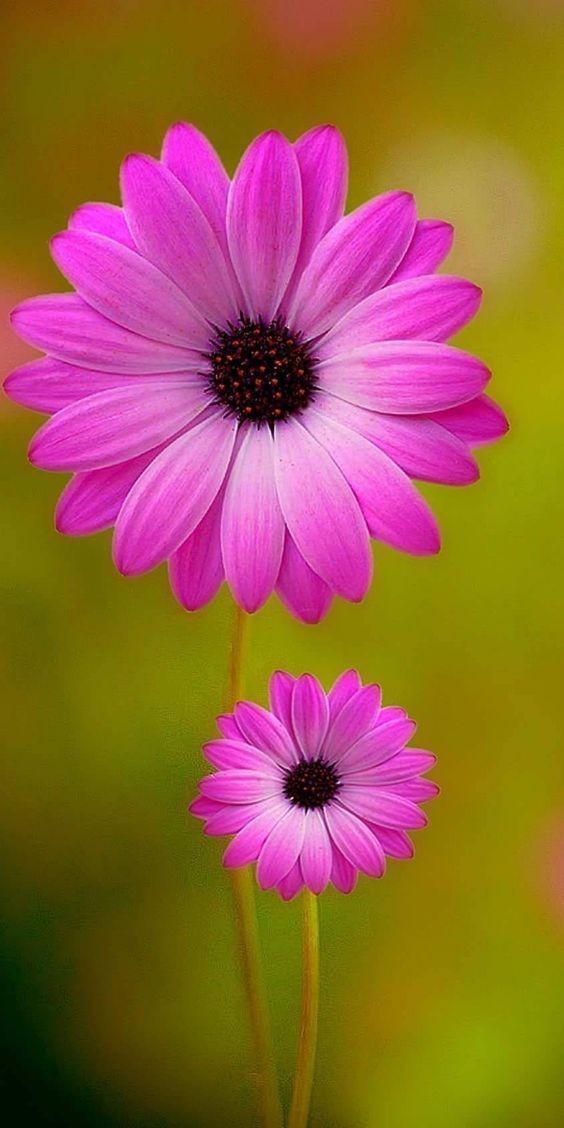 flor