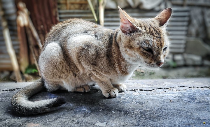 cat(indian cat)