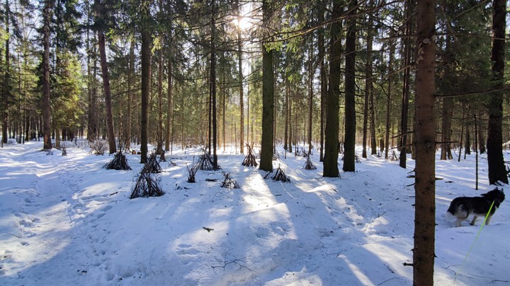 Spring forest