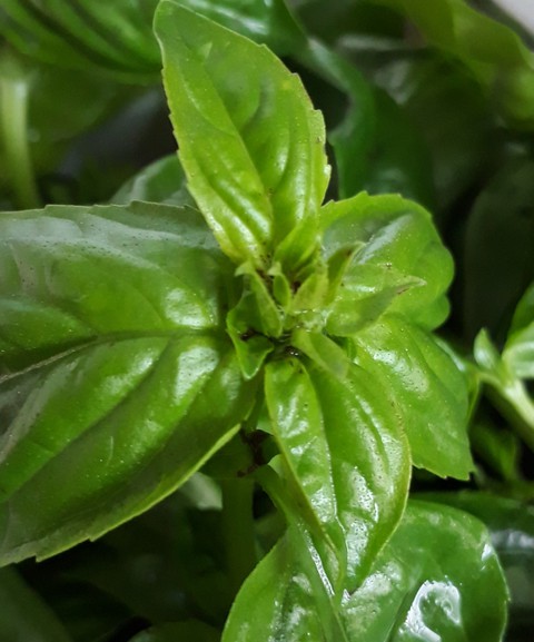 Basil