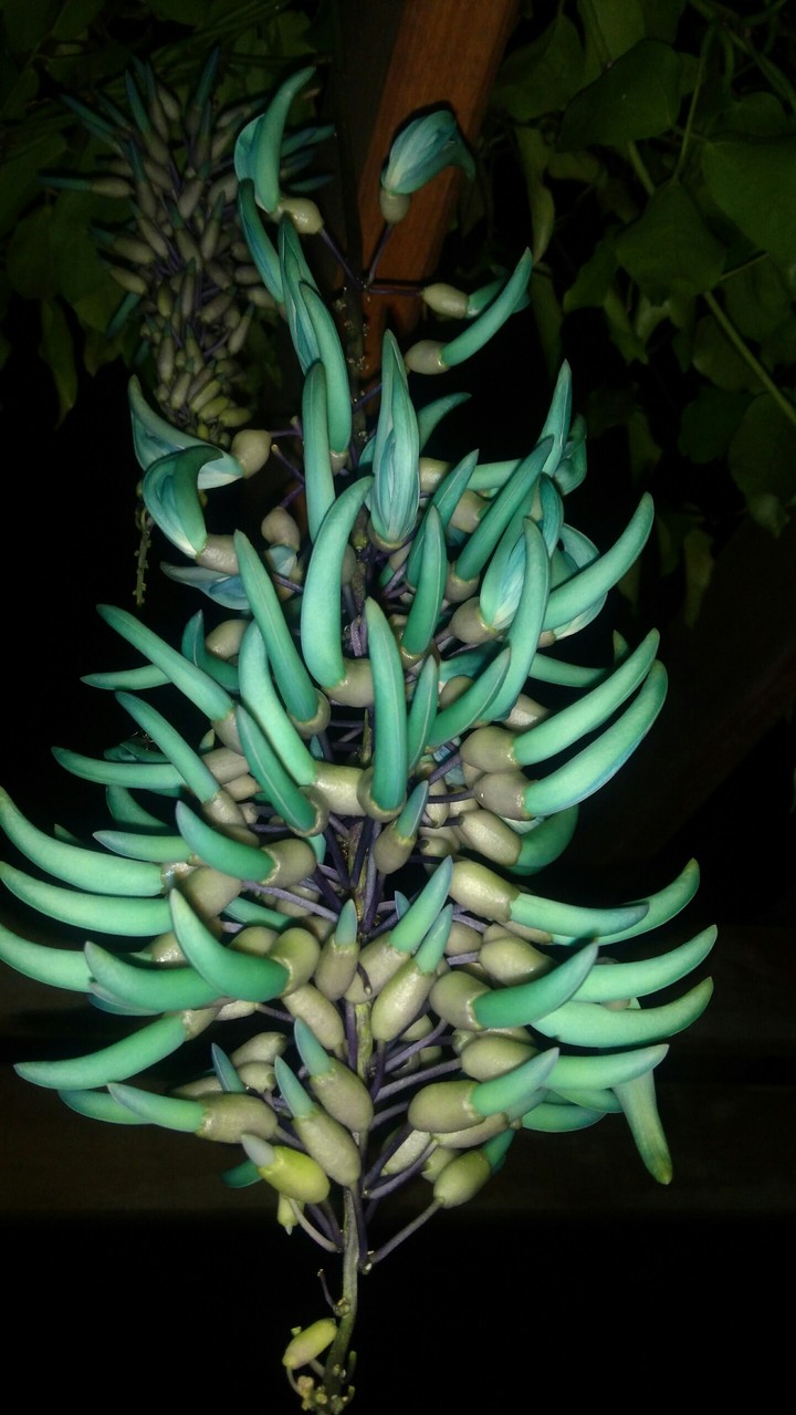 flores azuis .