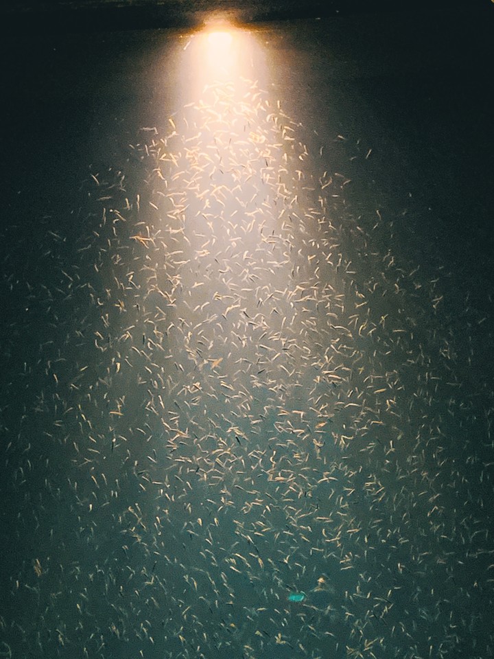 sea life