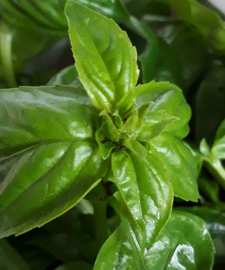Basil