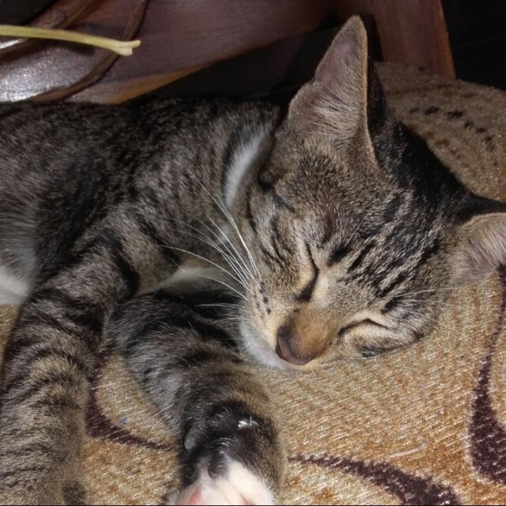 kitty