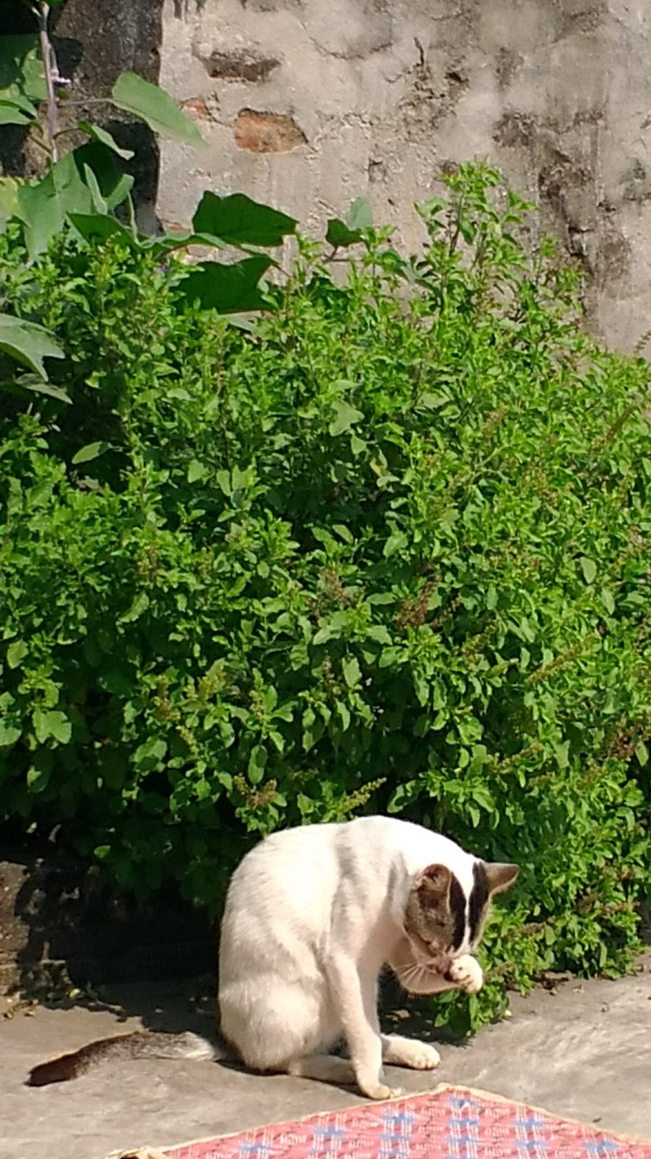 cat