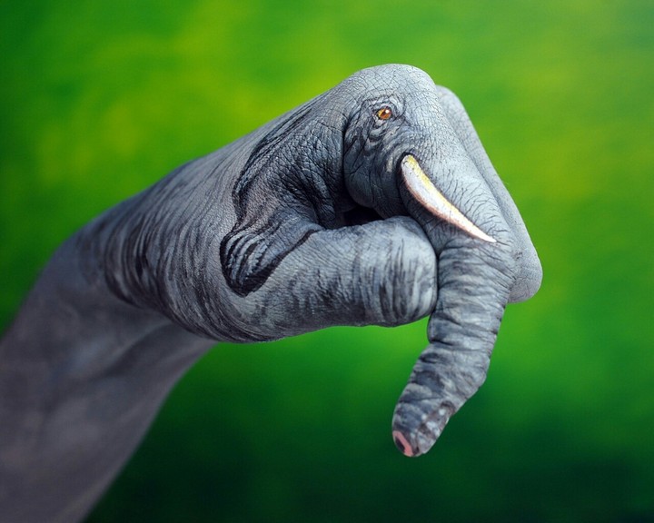 elephant