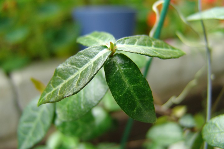 Plant