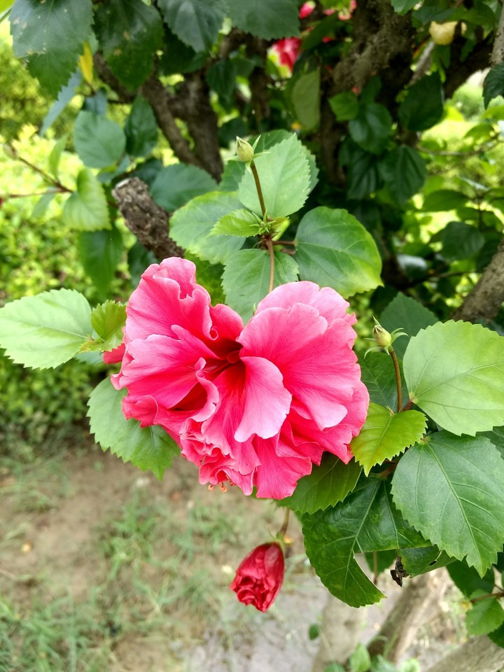 flower