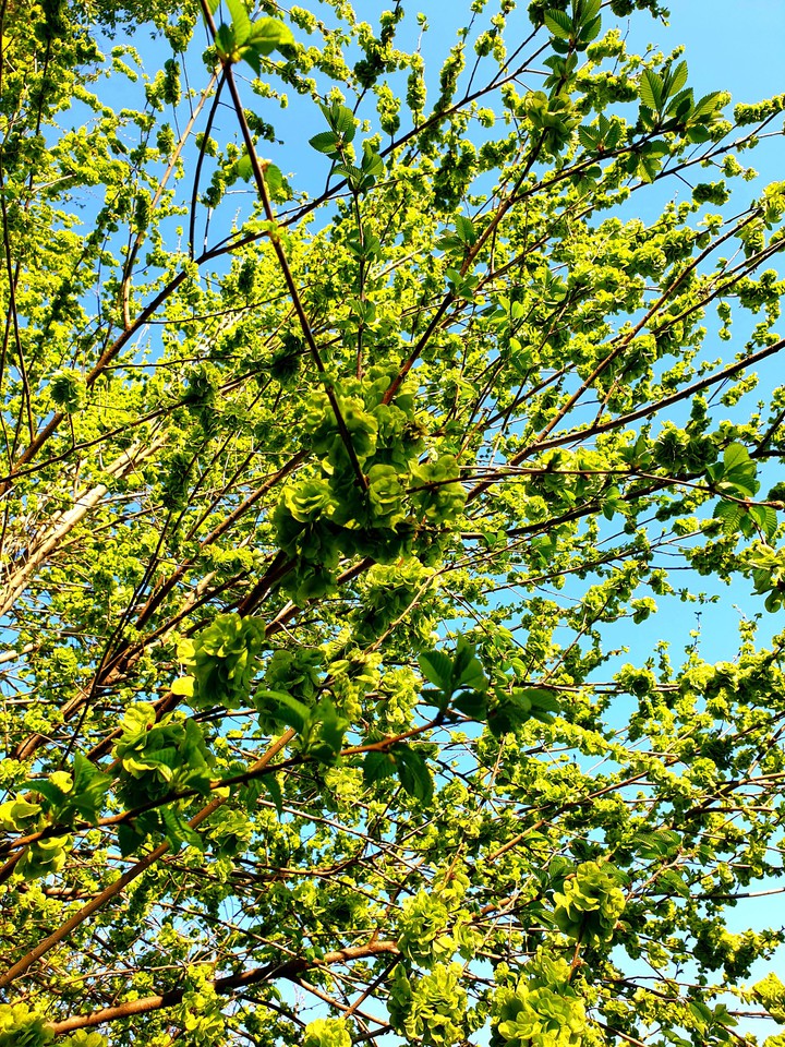 spring