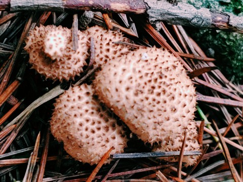 agaricomycetes, agaricaceae wallpapers