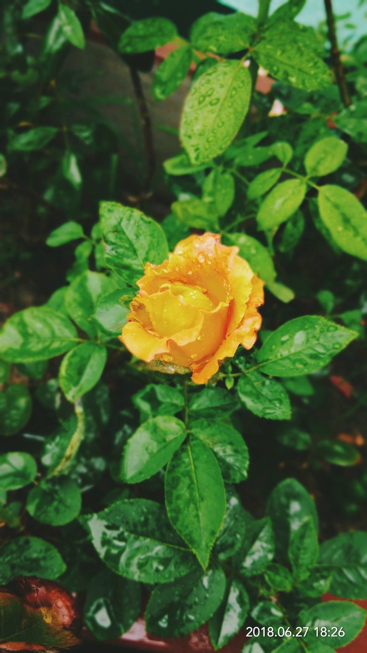 Rain on Rose
