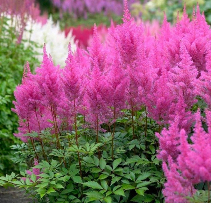 plants