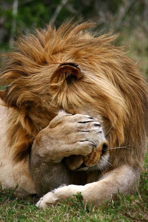 lion