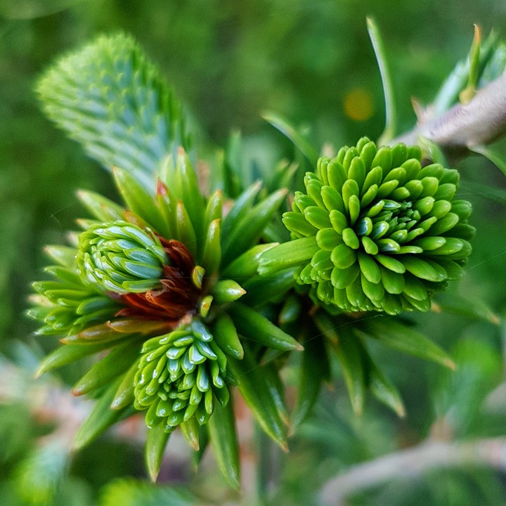 Young tree