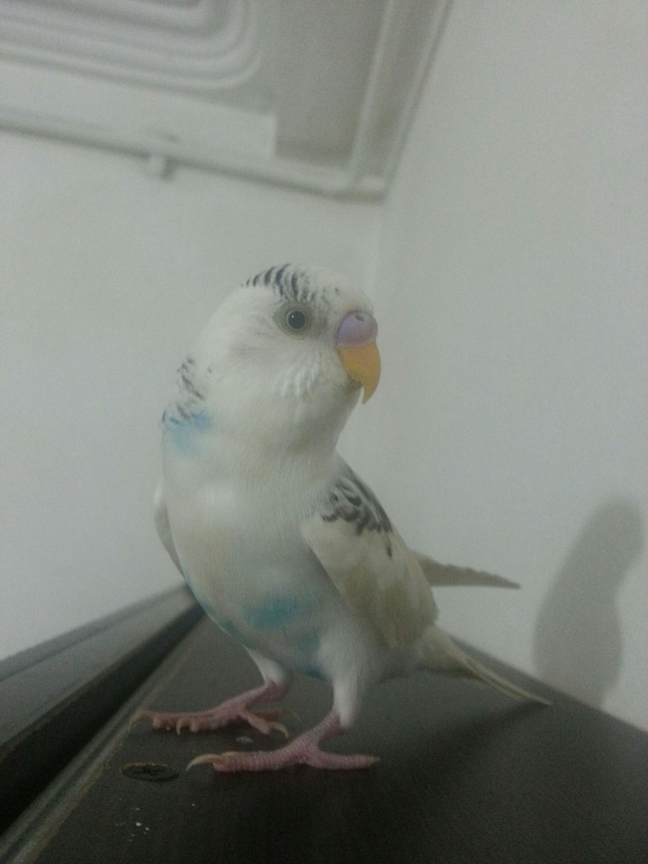 bird