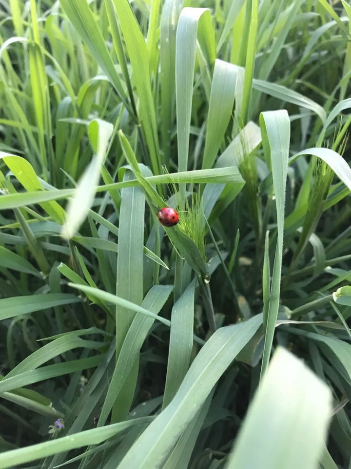 coccinella <3