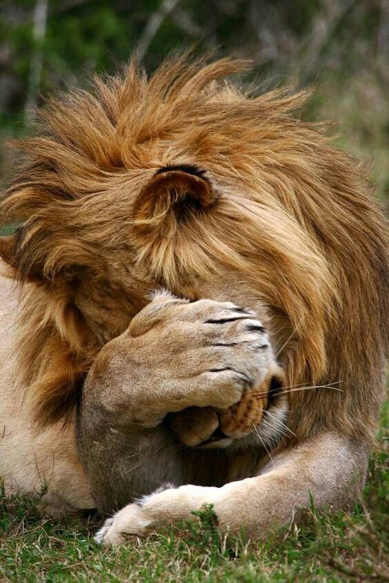 lion