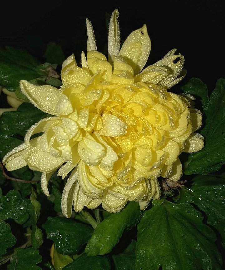 blossoms