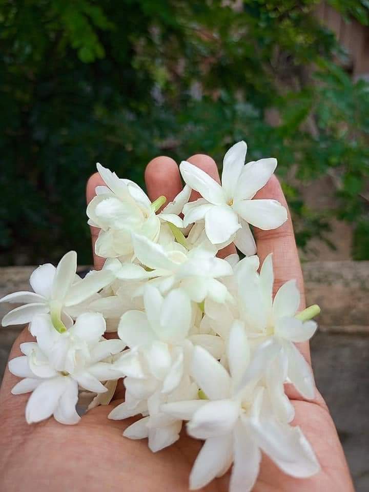 বেলী ফুলে.