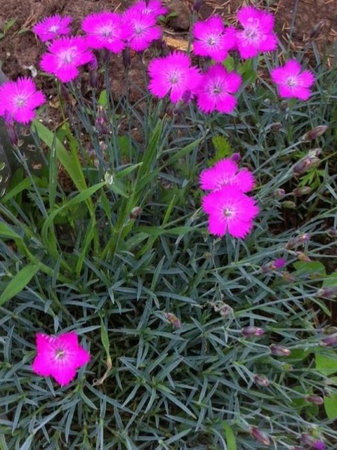 ταπετσαρίες groundcover, dianthus