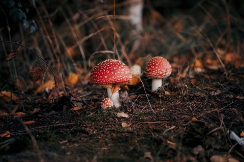 Red, Ingredient, Fungus