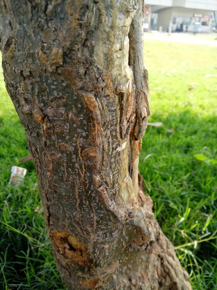 tree
