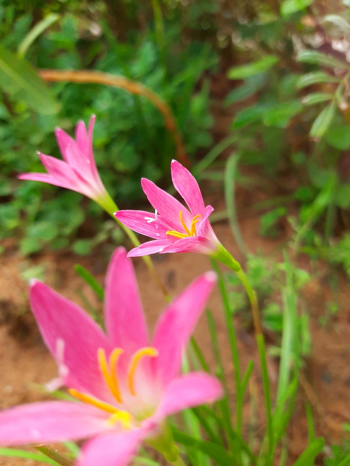pink lilly flowers
