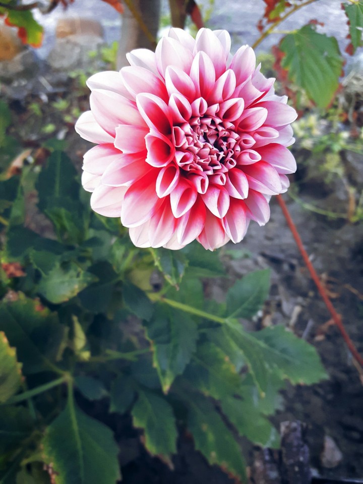 just flower