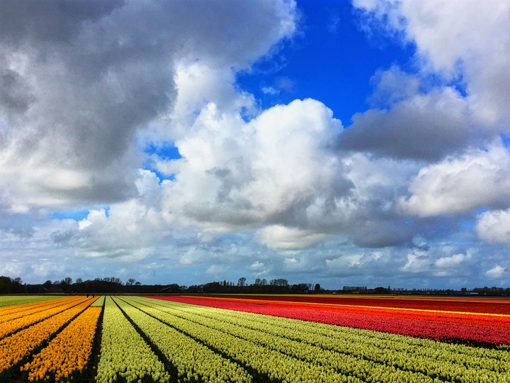 Keukenhof, Netherlands