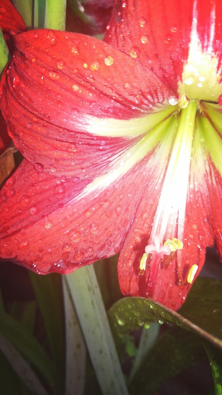Red Flower