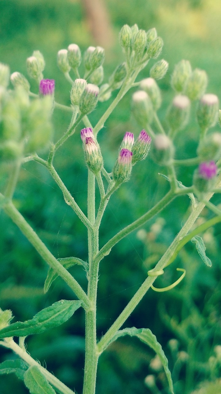 My click