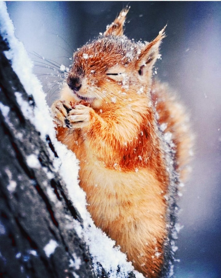 Няшная природа)