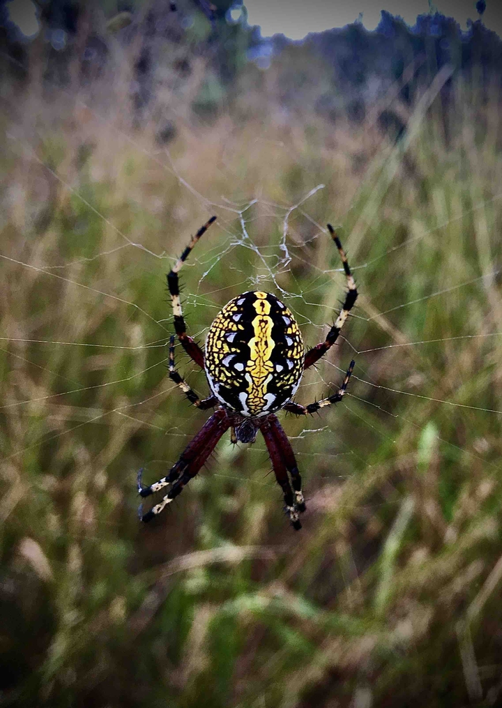Spider
