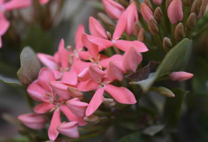 pink flower