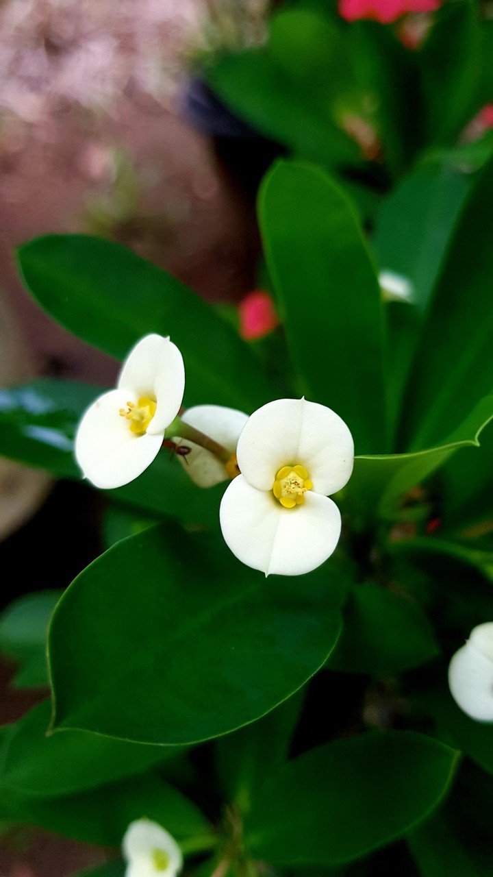 Srilankan Poppy Flower