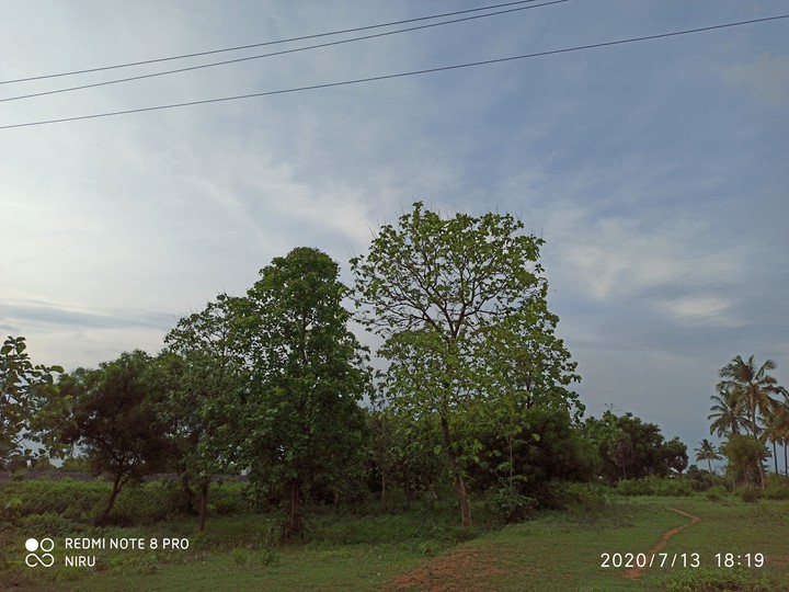 tree